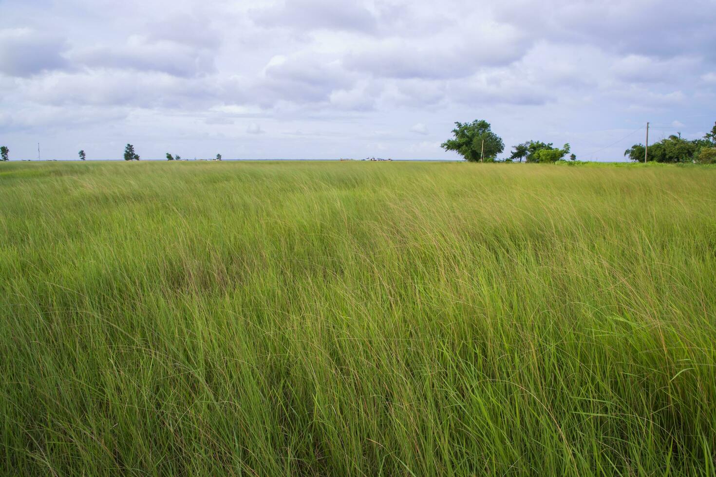 natürlich Landschaft Aussicht von Grün Gras Feld mit Blau Himmel foto