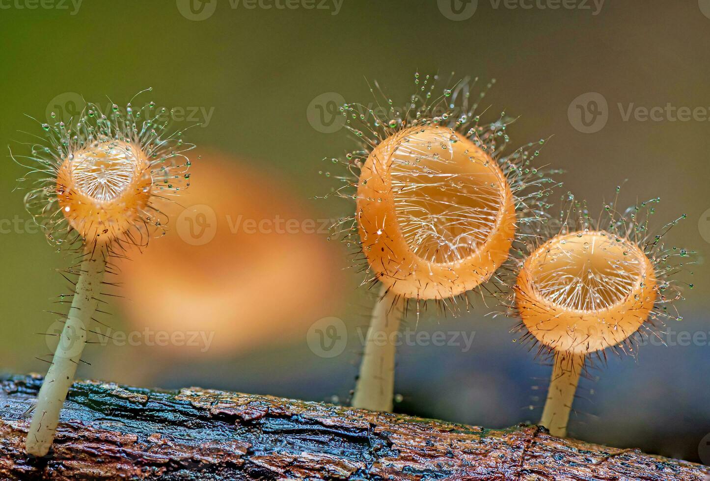 kochen Tricholom Mont. kuntze. im das Wald foto