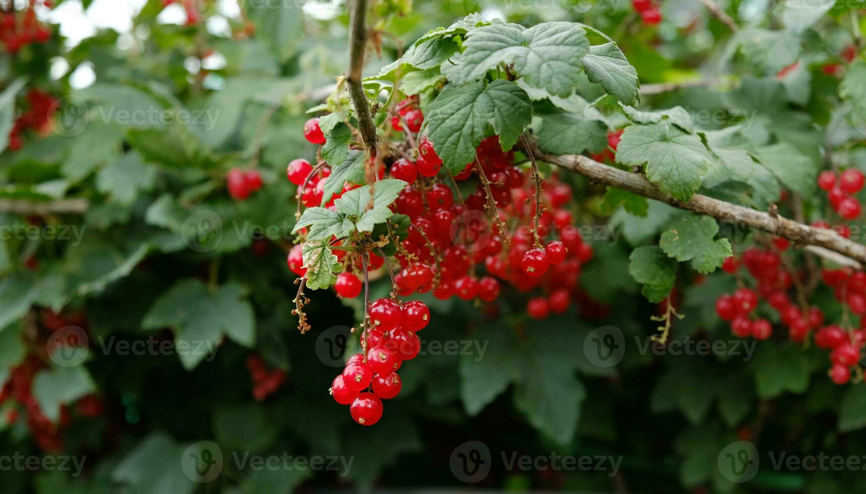 Cluster von reif rot Johannisbeeren hängen auf ein Busch. gesund Essen Konzept. wachsend Pflanzen und Beeren im das Garten. das Beeren von rot Johannisbeere wie ein Ernährung mit Vitamine zum vegan. foto