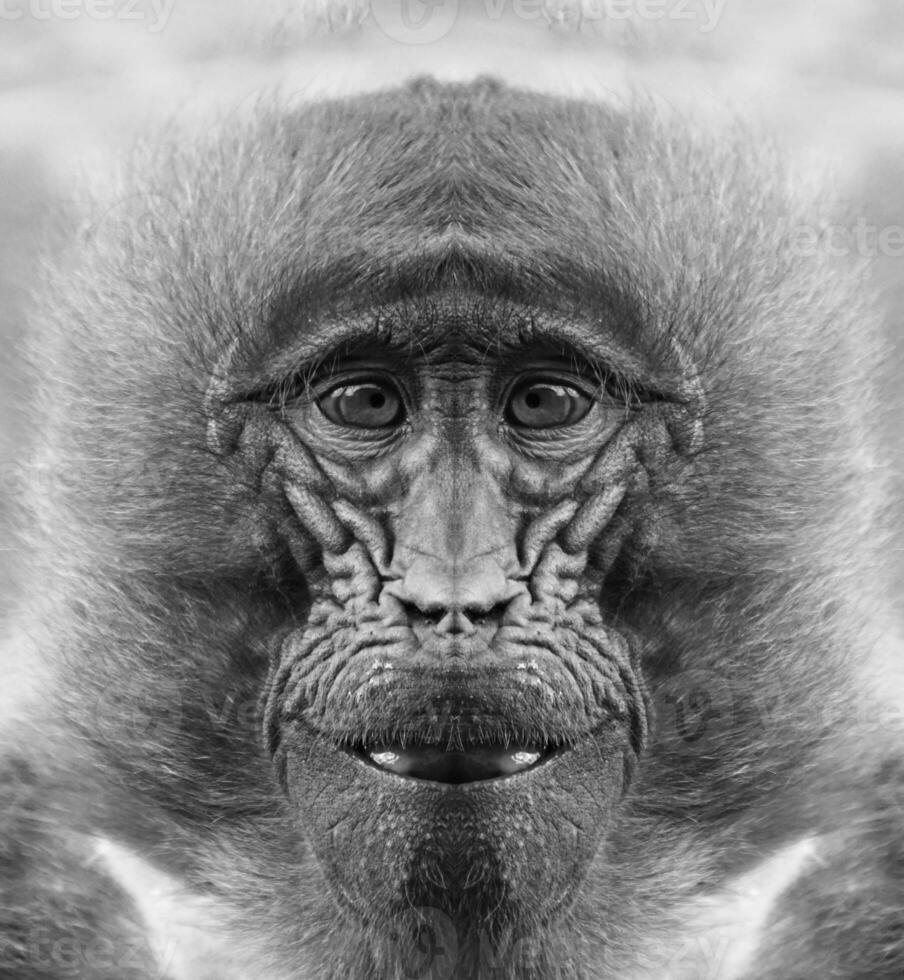 ein schön schwarz und Weiß Porträt von ein Affe beim schließen Angebot Das sieht aus beim das Kamera foto