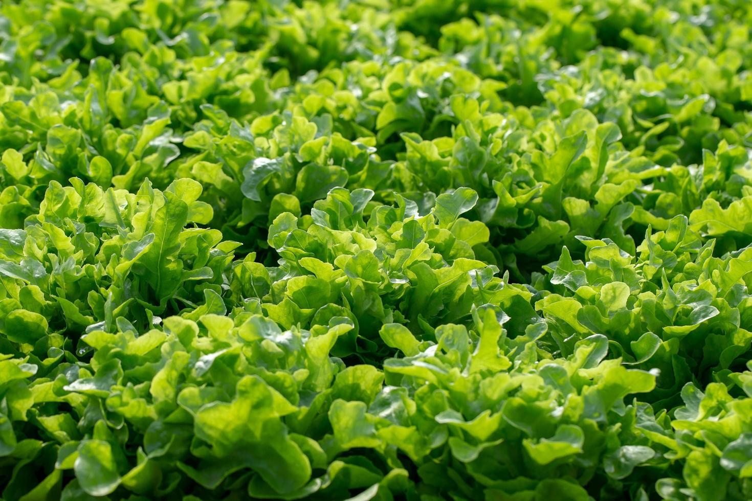 frischer Frillice Eisbergsalat Blattsalate Gemüse Hydroponik Farm foto