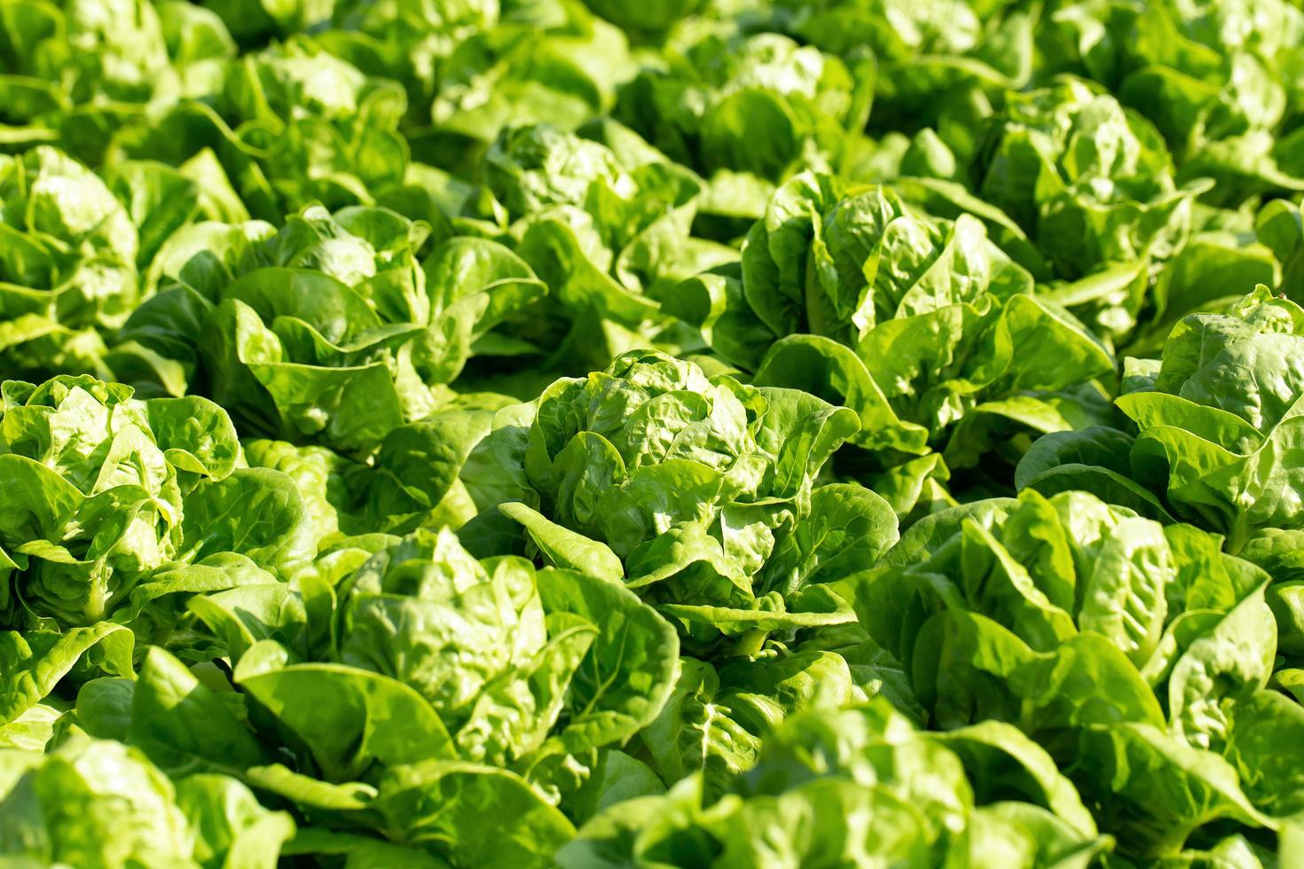 frischer Kopfsalat Blattsalate Gemüse Hydroponik Farm foto