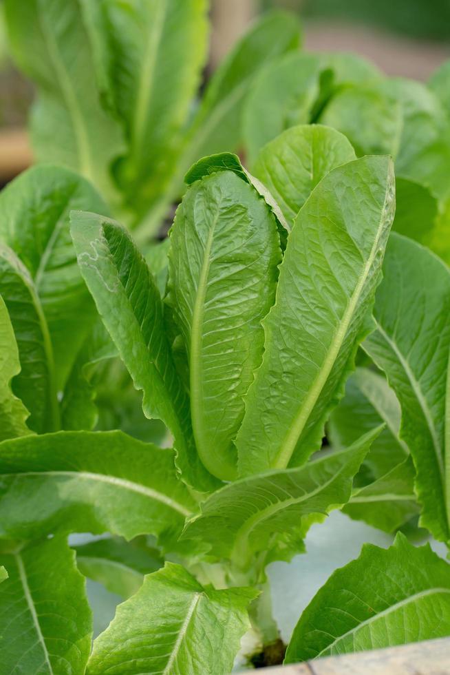 grüner cos salat blätter salate gemüse hydroponik farm foto