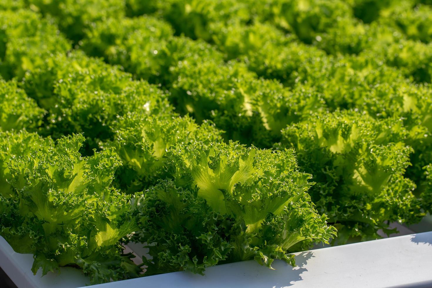 frischer Frillice Eisbergsalat Blattsalate Gemüse Hydroponik Farm foto