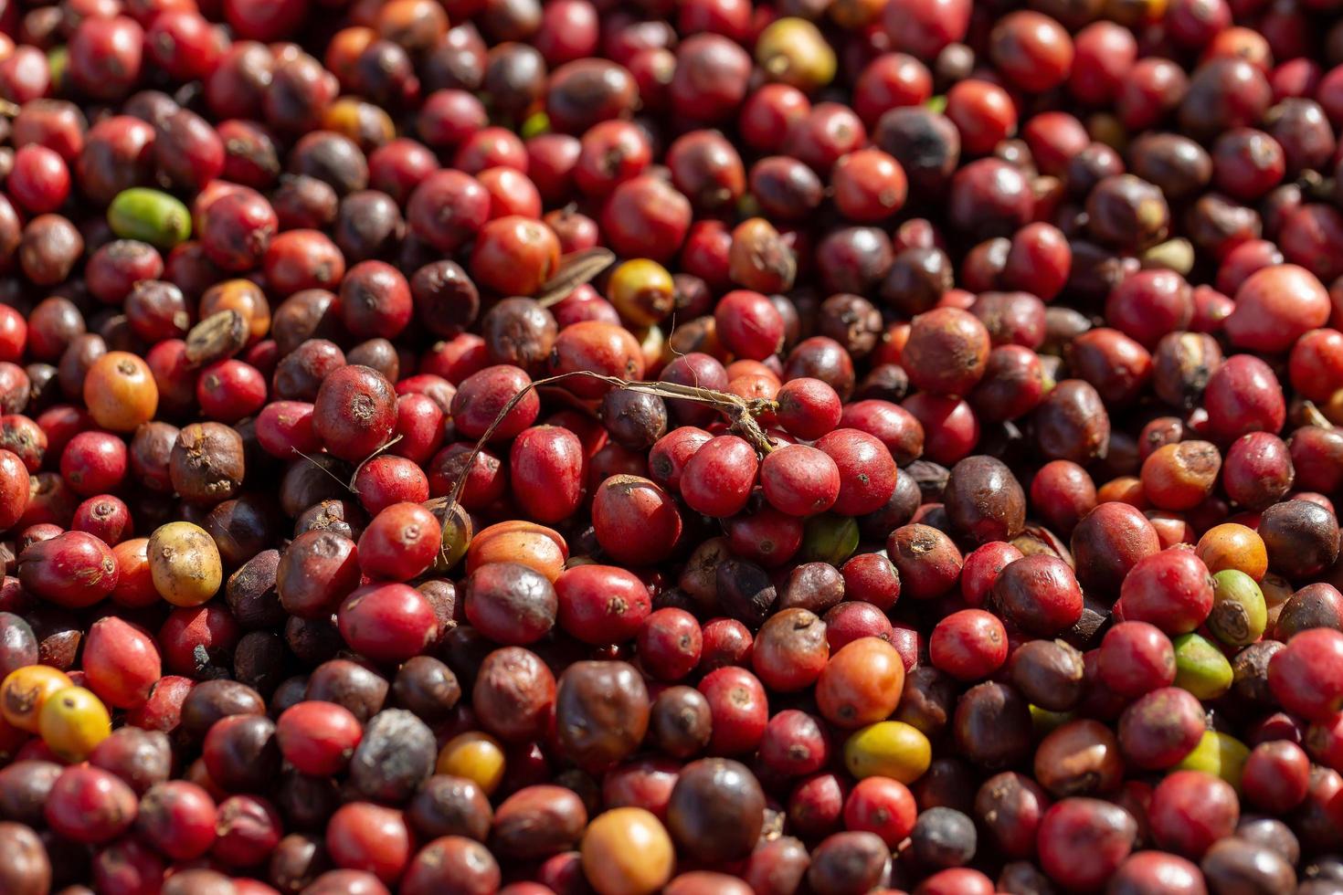 frische Arabica rote Kaffeebohnen Beeren und Trocknungsprozess foto