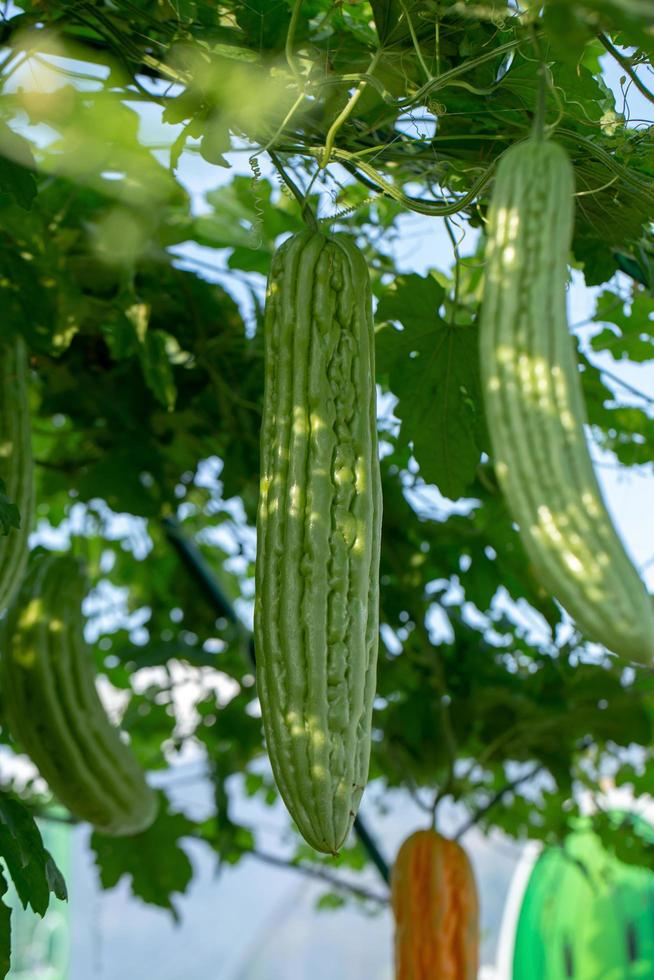 Bittermelone bitterer Kürbis oder bitterer Kürbis hängende Pflanzen in einer Farm foto