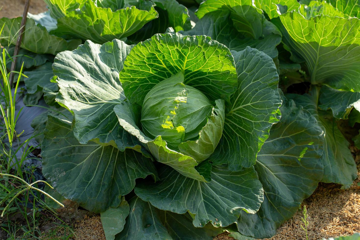 frischer Kohl vom Bauernhof Feldkohl im Garten foto