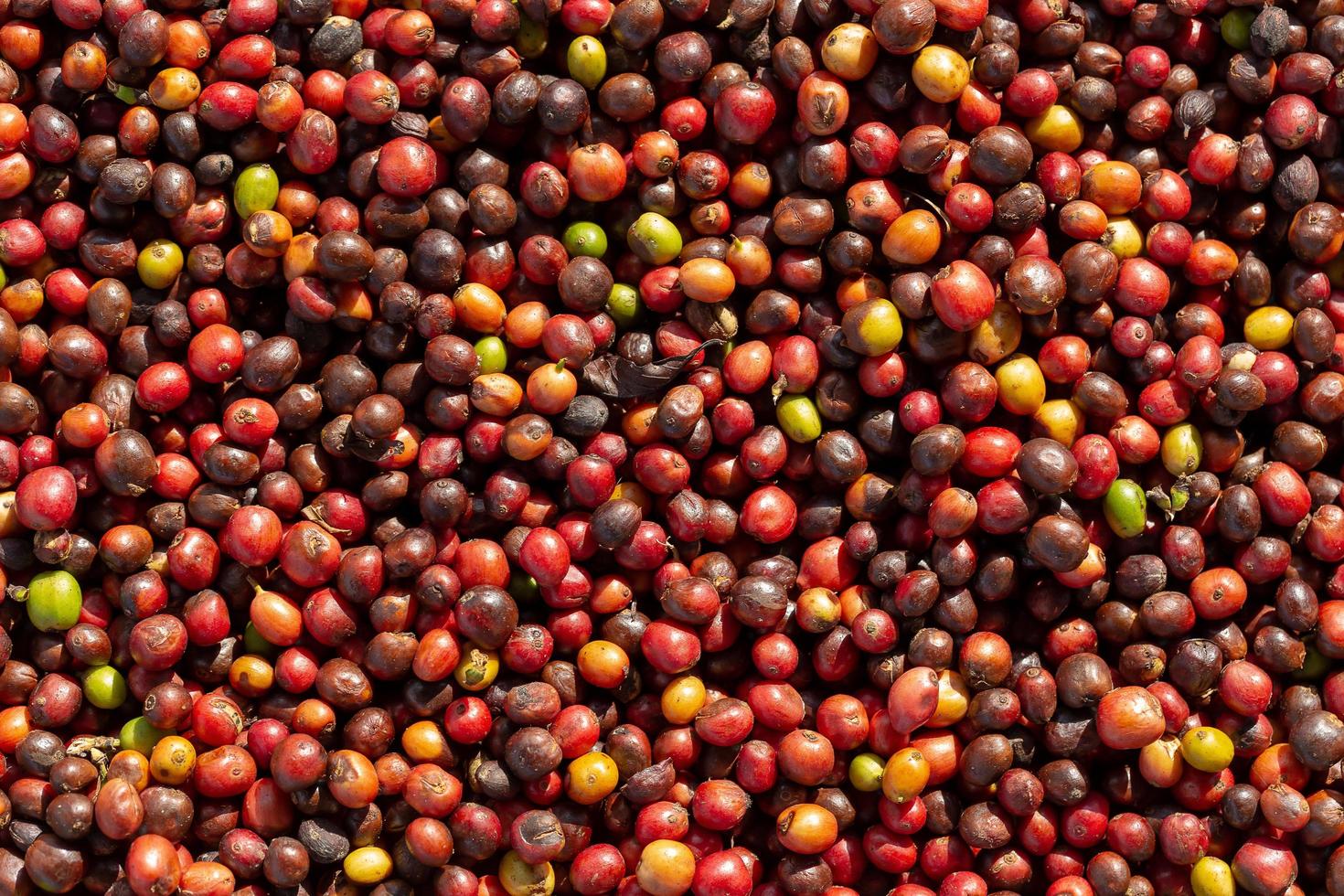 frische Arabica rote Kaffeebohnen Beeren und Trocknungsprozess foto