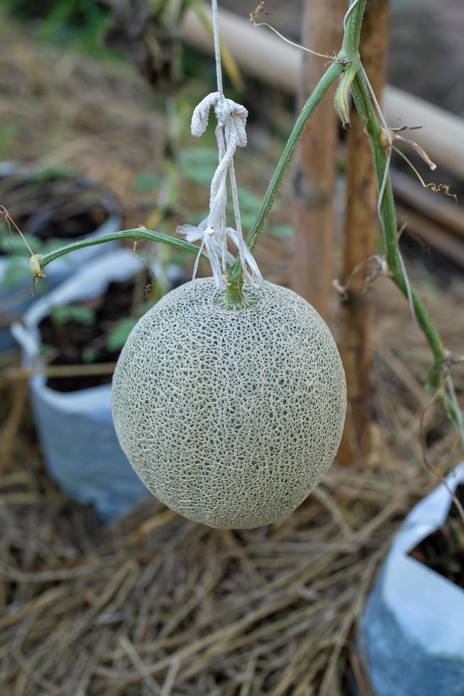 Melonenpflanzen wachsen im Gewächshaus, unterstützt von Melonennetzen foto