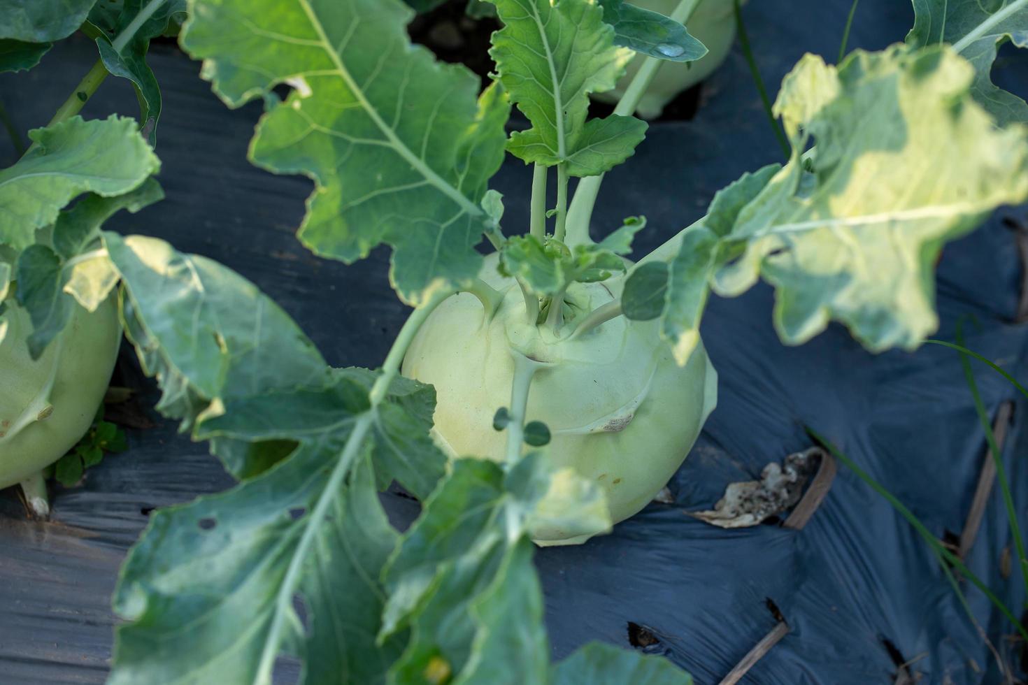 Kohlrabi oder Kohlrabi wächst im Garten foto