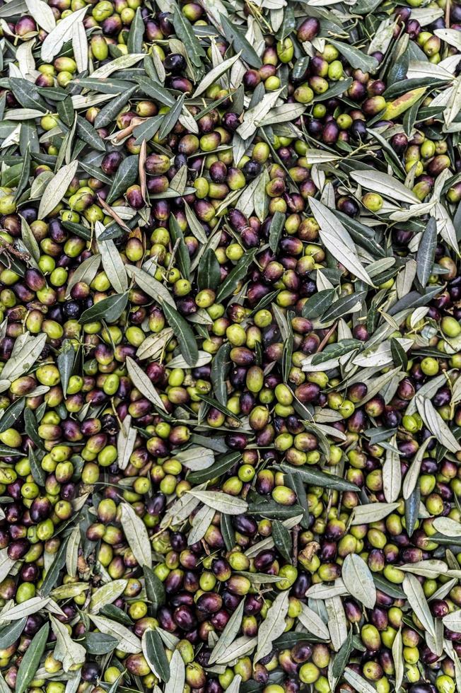 Textur von frisch geernteten Oliven foto