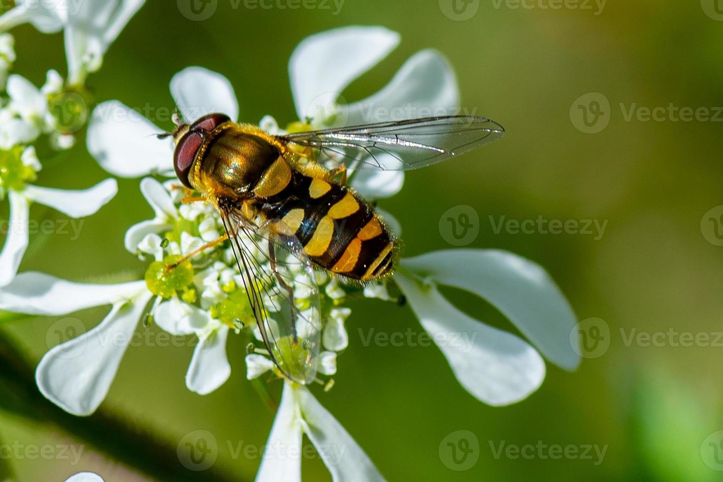 Wespe auf der Blume foto