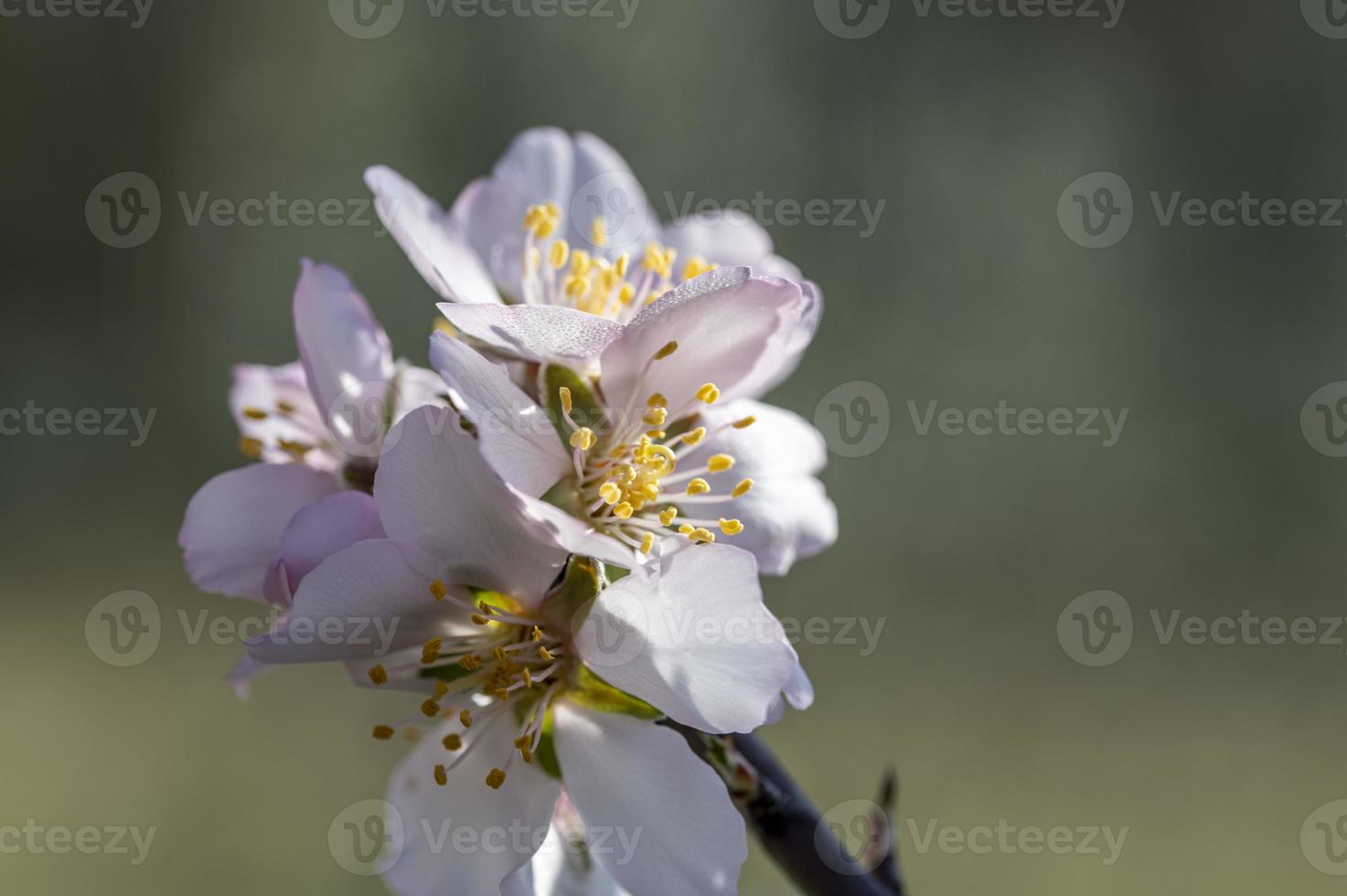 Pfirsichblüten haben gerade im Frühling geblüht foto