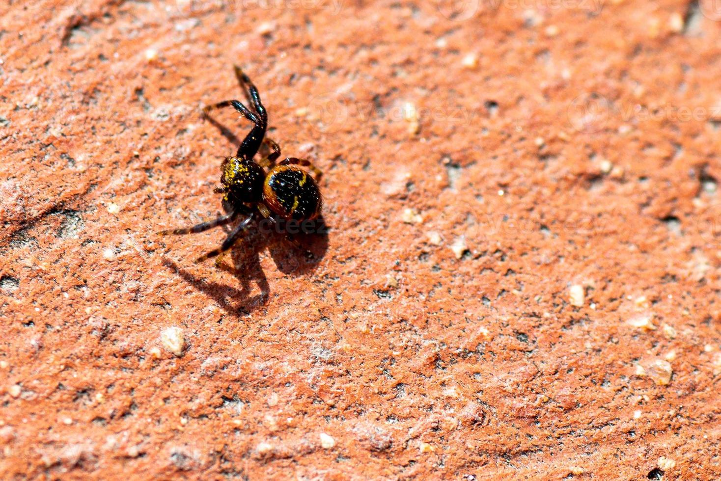 Spinne in der Sonne foto