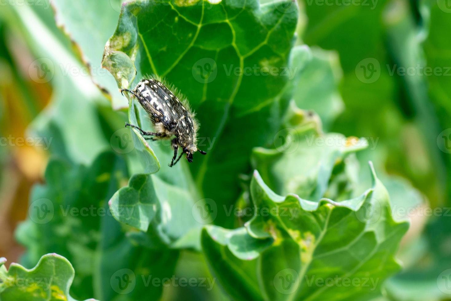 Insekt auf Kohlblatt foto