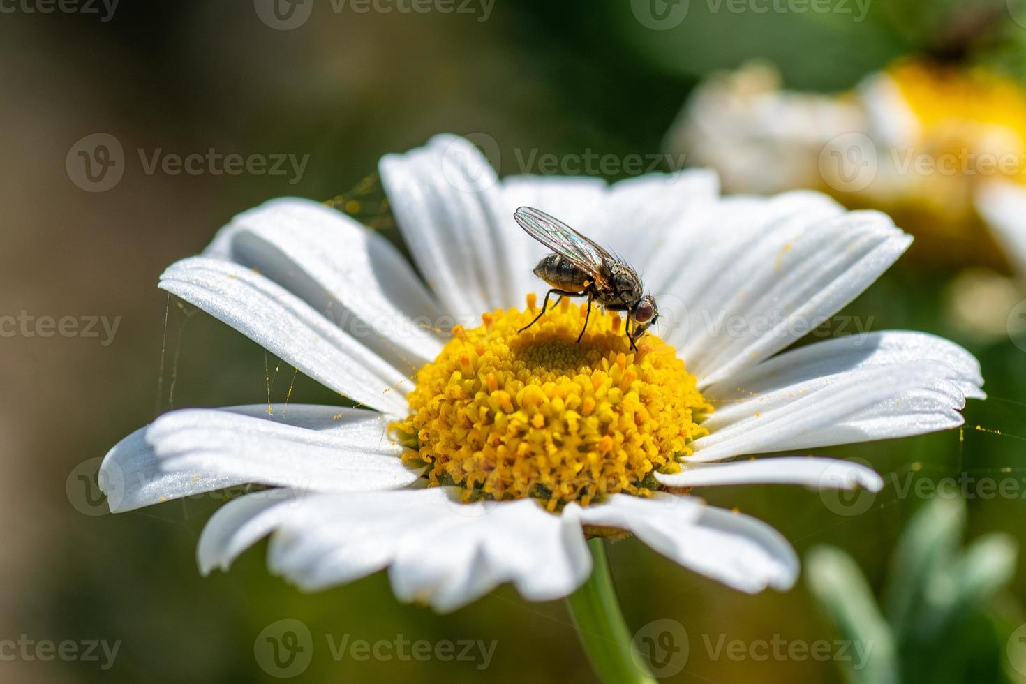 Insekt auf einer Blume foto
