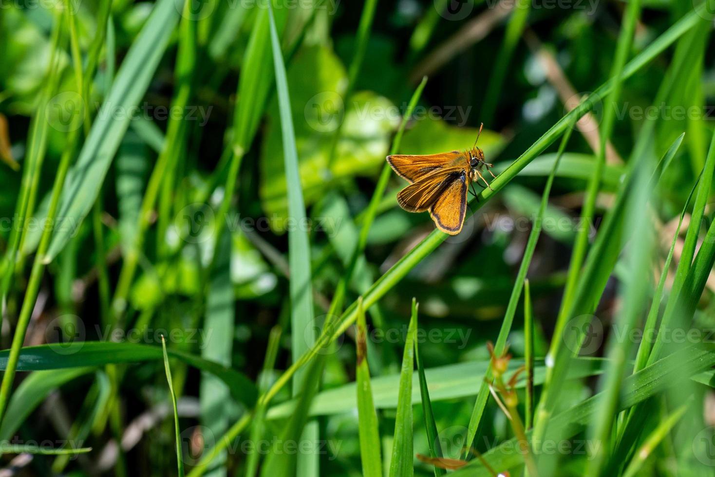 der Thymelicus lineola foto