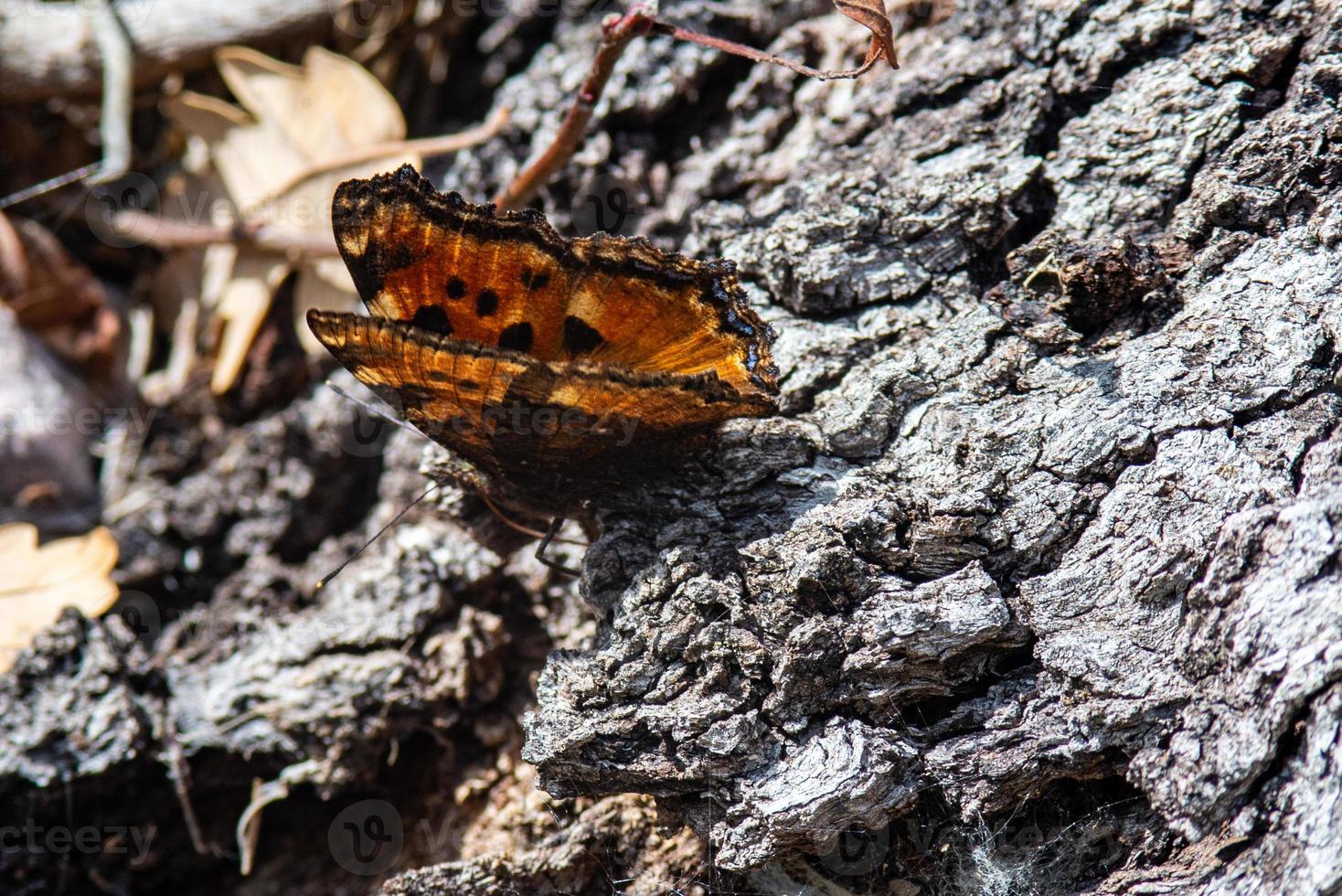 Schmetterling auf Rinde foto