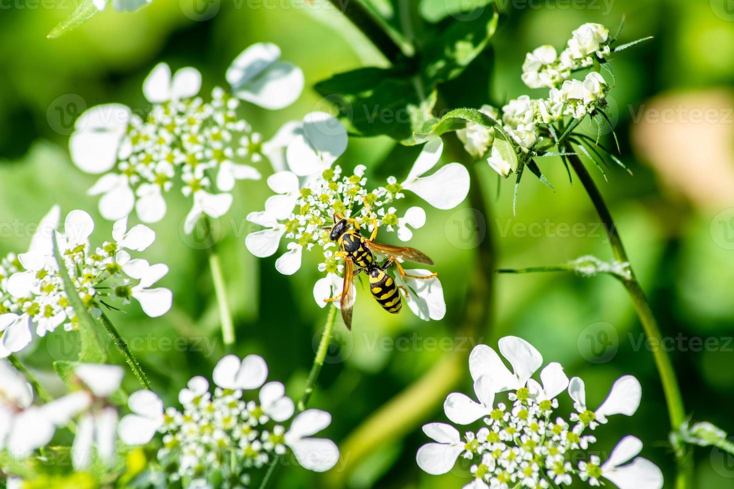 Insekten auf Blumen foto