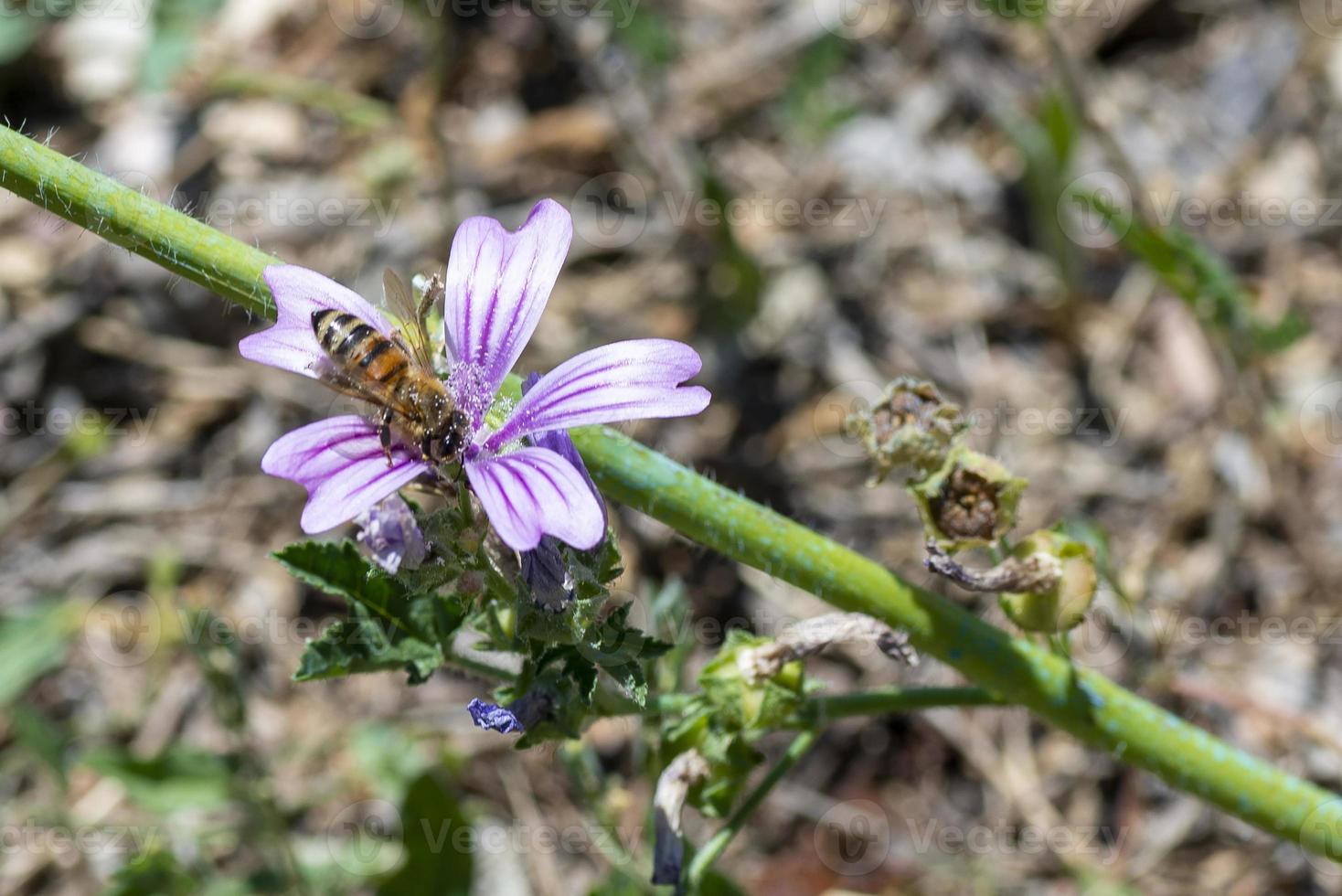 Biene auf lila Blume in der Sonne foto