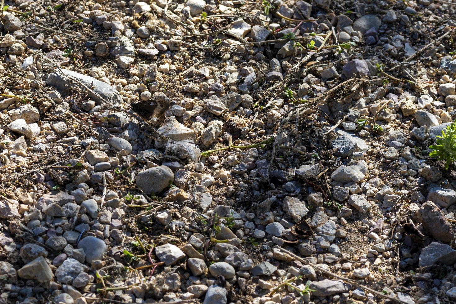 Hipparchia semele Schmetterling ruht auf dem Boden foto