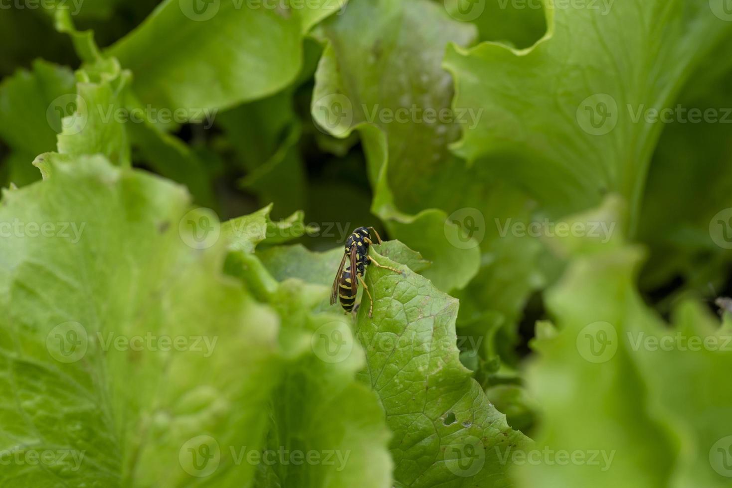 eine Wespe auf einem Salatblatt foto