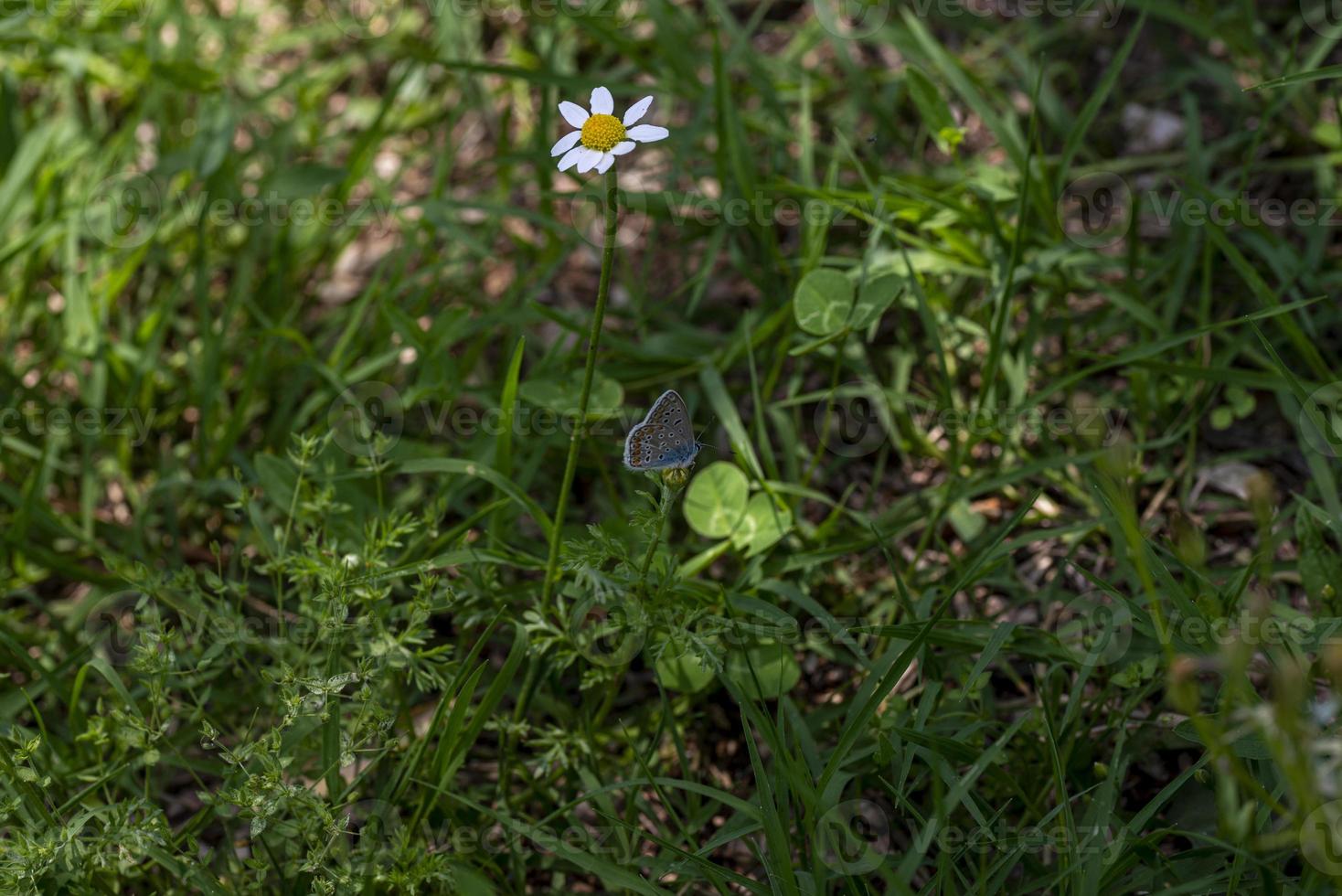 Aricia der Felder intakte Ruhe foto