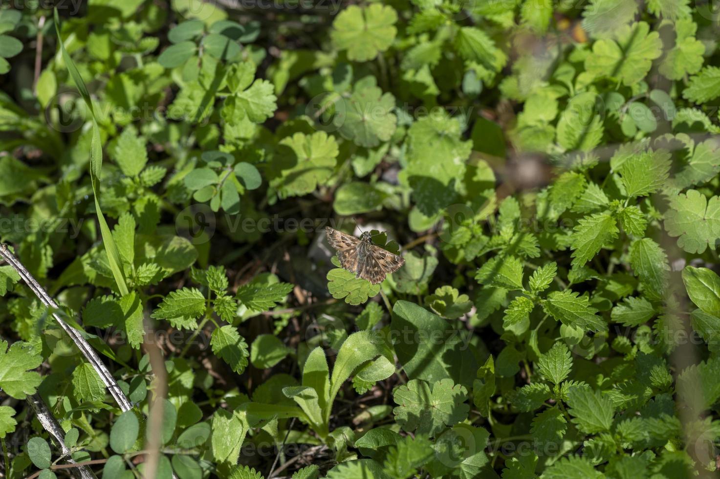 Carcharodus alceae Schmetterling auf Vegetation foto