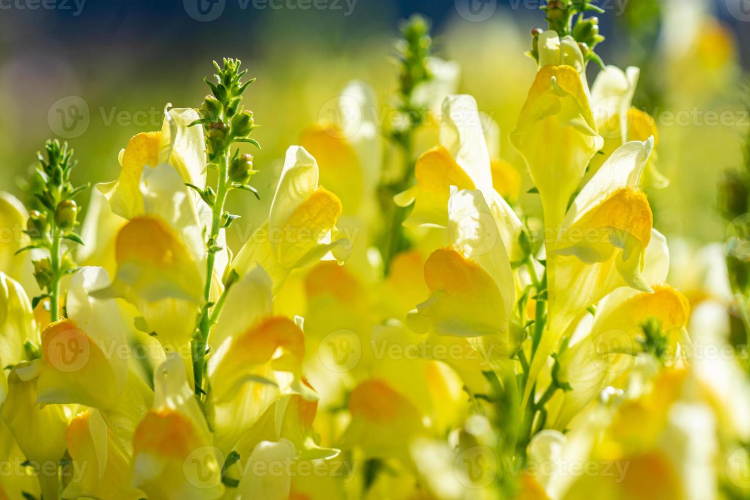 Blumen in den gelben Feldern foto