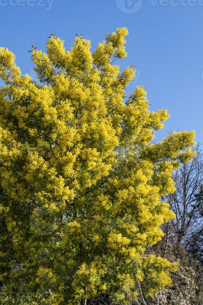 Mimosenpflanze mit intensiver gelber Farbe foto