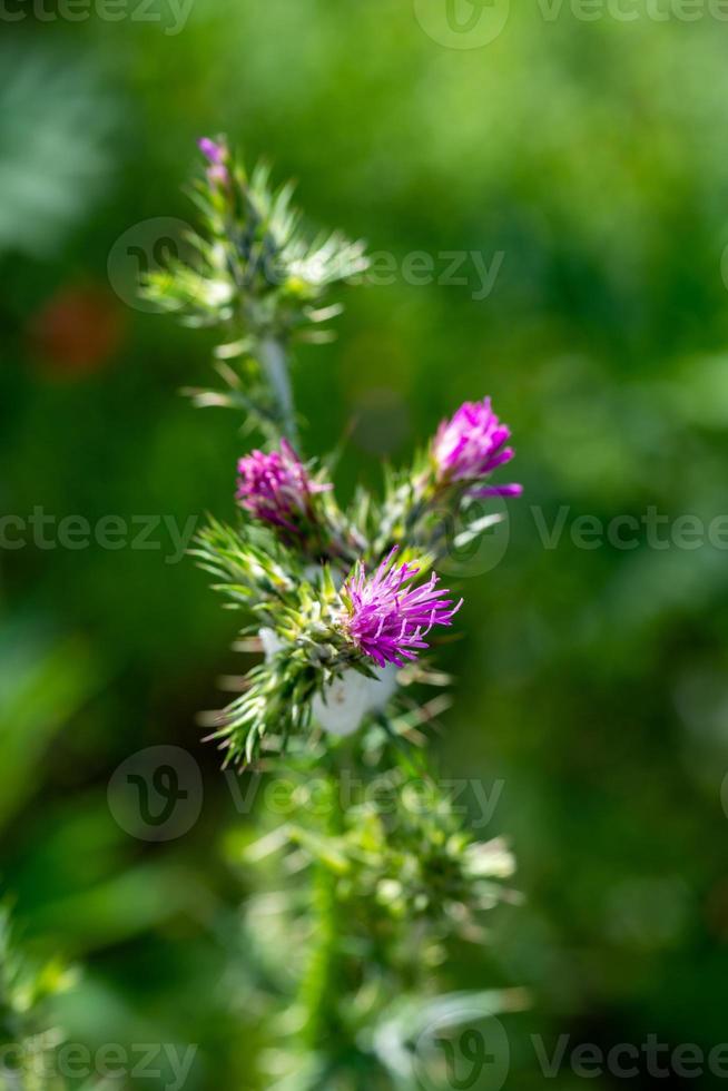 der Carduus pycnocephalus foto