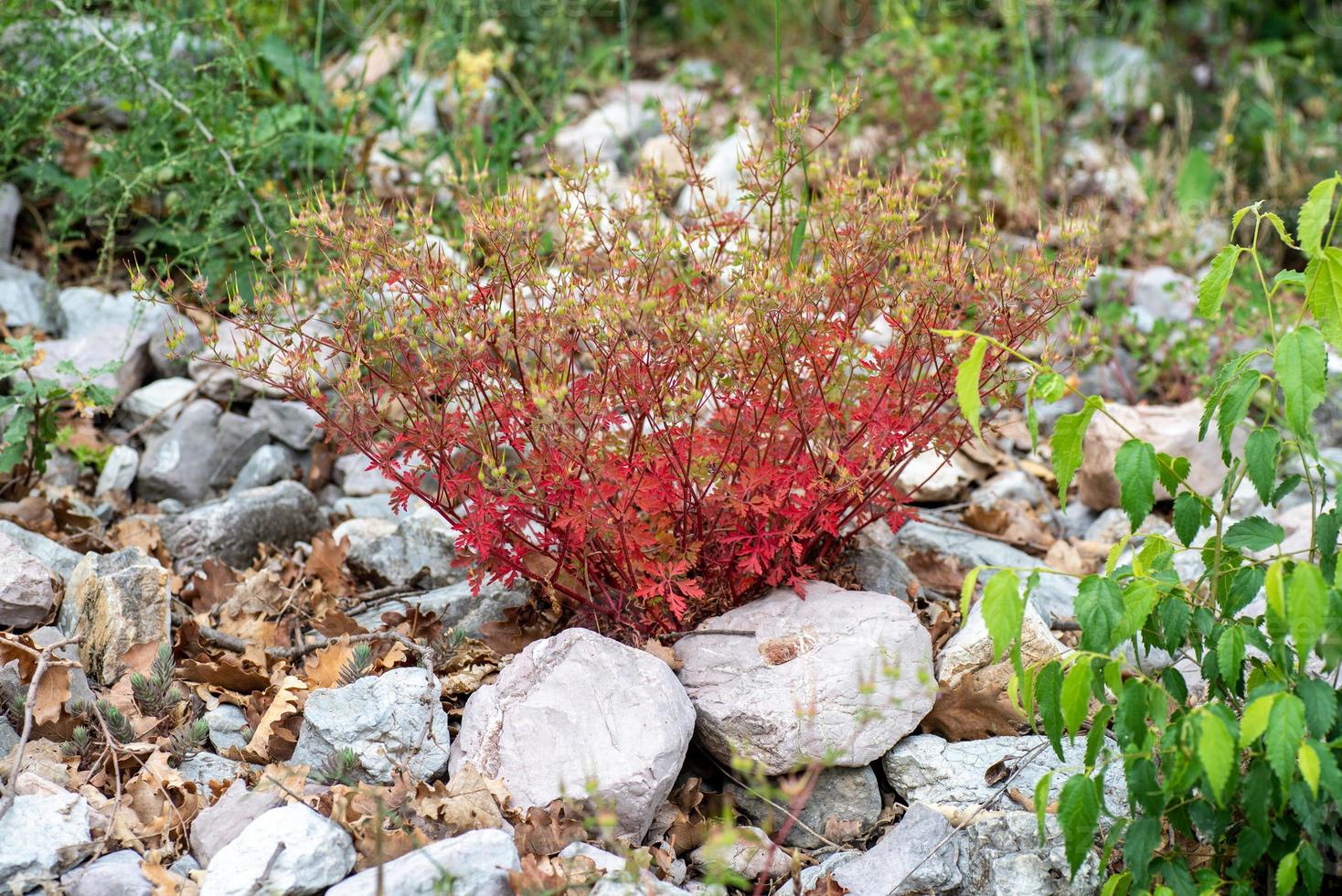 wilde rote Geranie foto