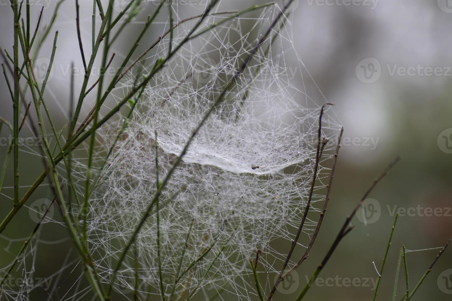 Spinnennetz auf Besen foto