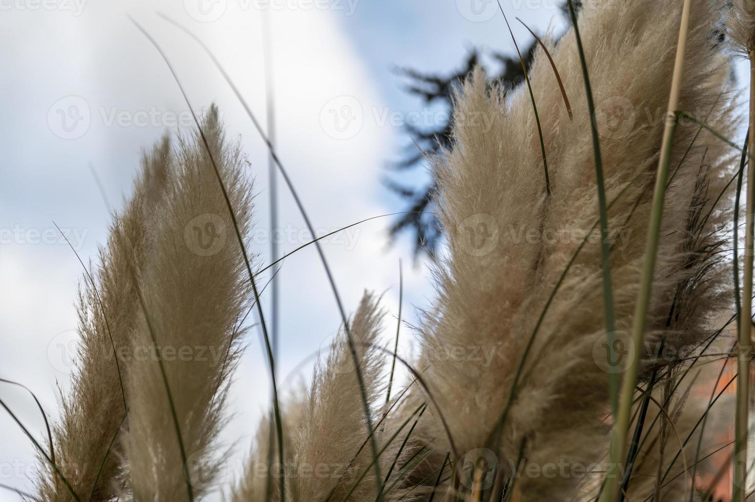 Pampaspflanze mit ihren Federn foto