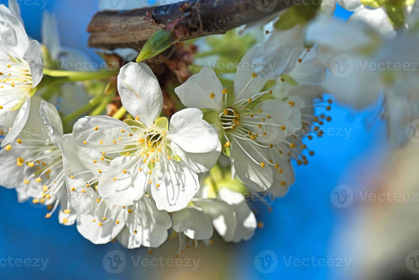 die frühlingsnatur foto