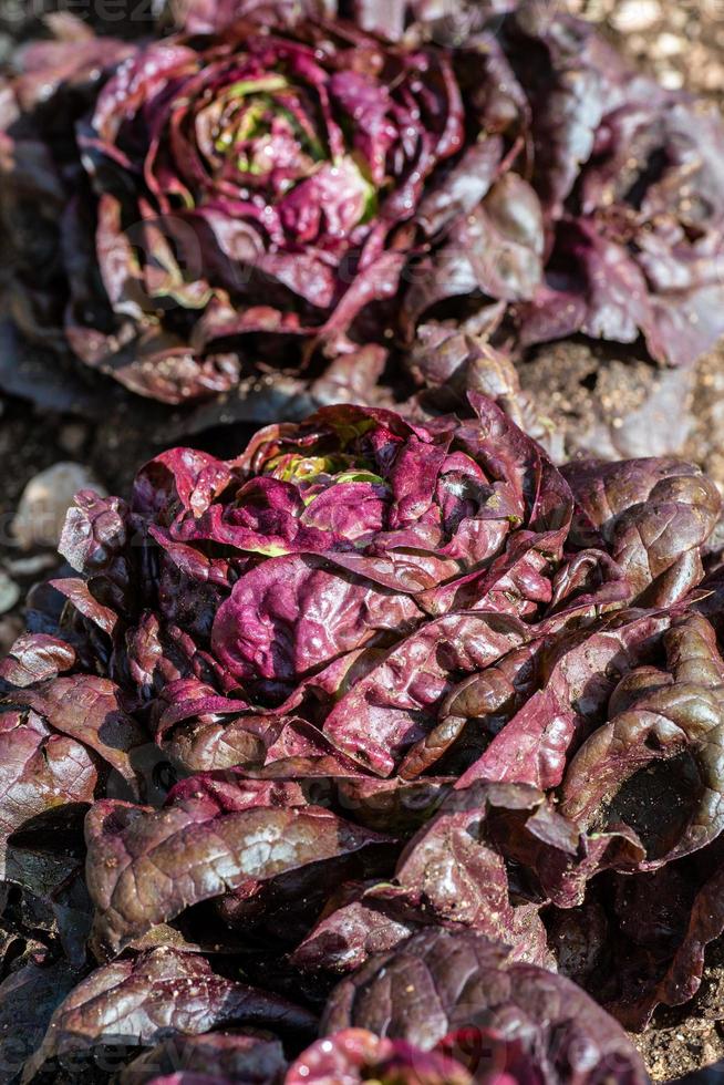 der rote salat foto