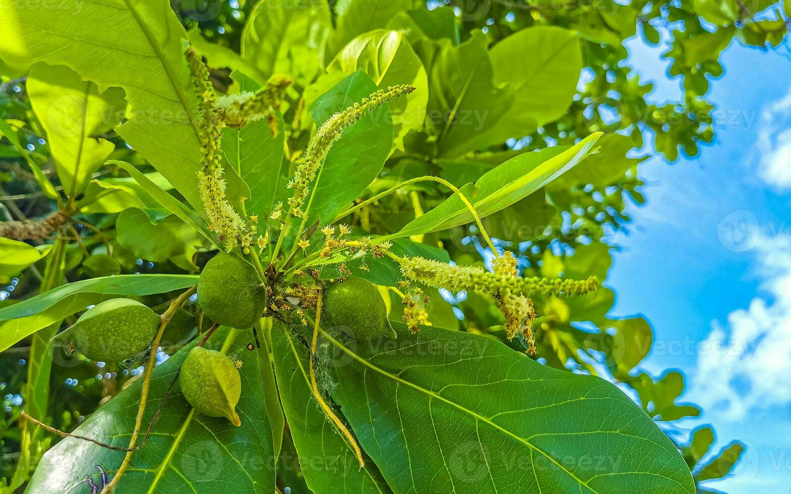 Nüsse Saat auf tropisch Baum Terminalia catappa Meer Mandel Mexiko. foto