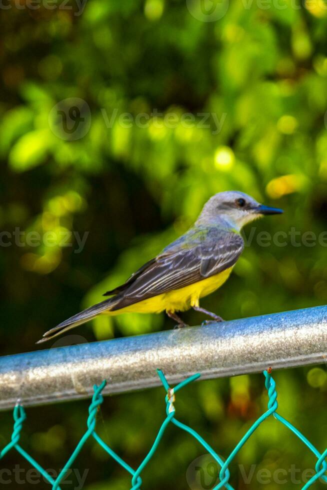 schön Karibik tropisch Gelb Vogel Sozial Fliegenfänger im Mexiko. foto