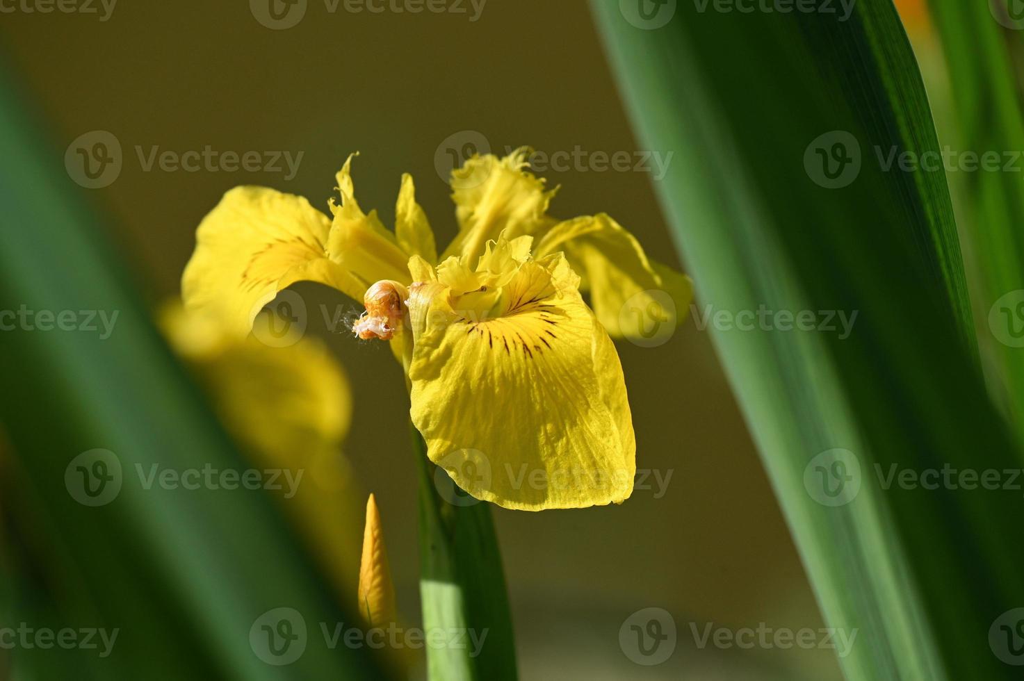 leuchtend gelbe japanische iris foto