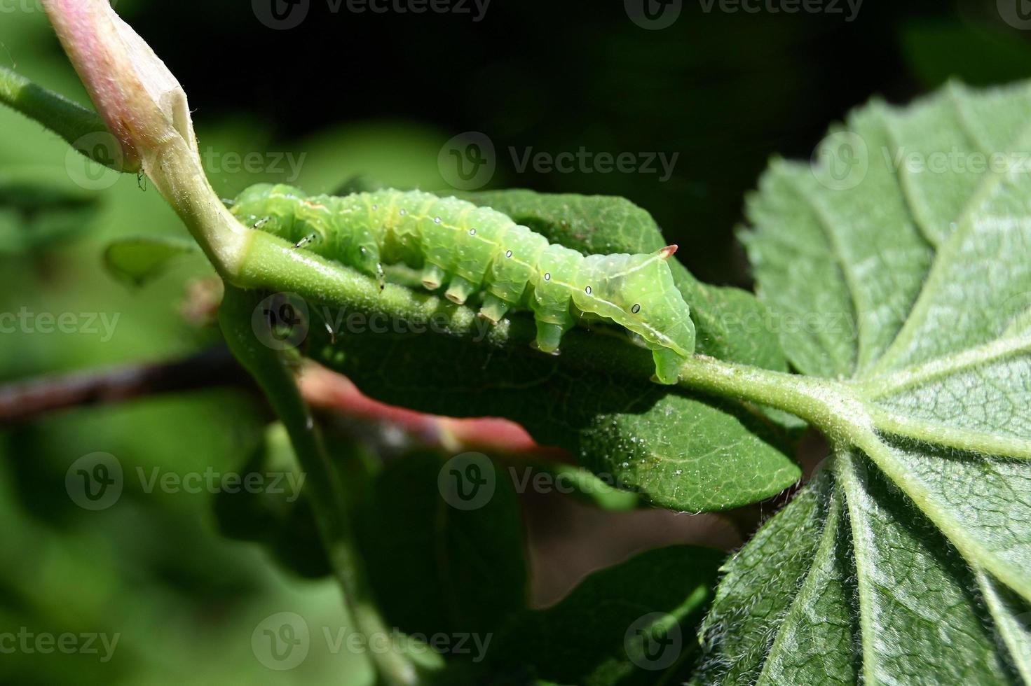 grüner Wurm auf einem Blatt foto