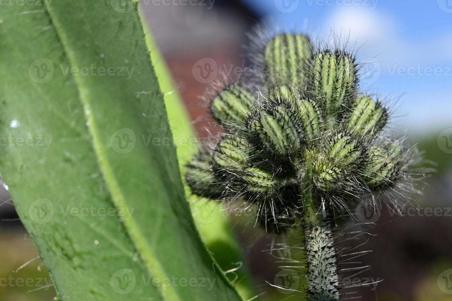 Gartenunkraut gestapelte Knospen foto