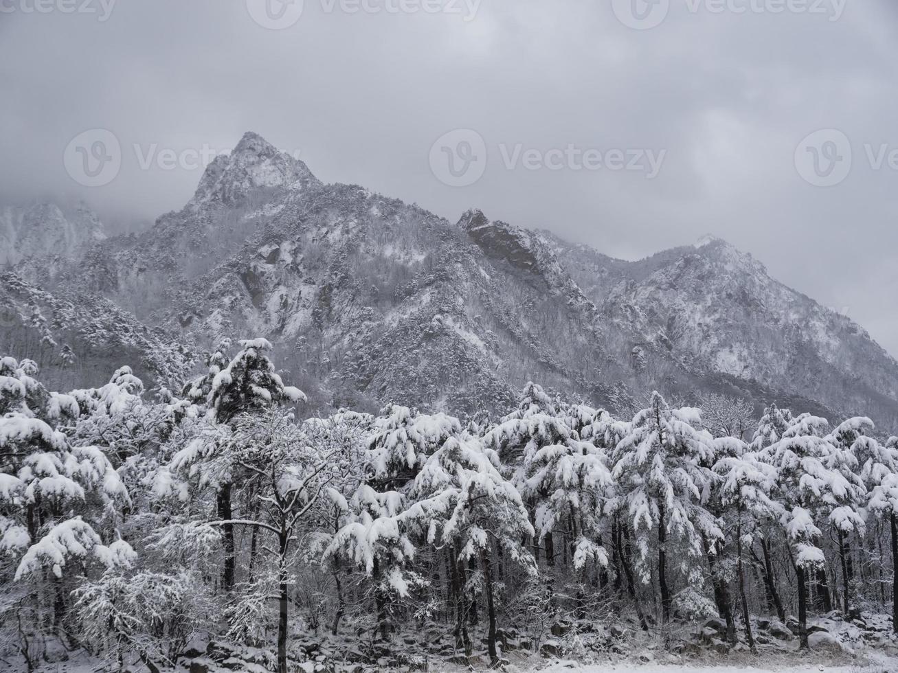 Kiefernwald unter dem Schnee und große Berge im Hintergrund. Seoraksan-Nationalpark, Südkorea. Winter 2018 foto