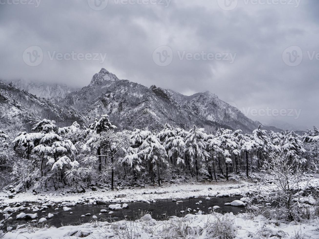 Kiefernwald unter dem Schnee und große Berge im Hintergrund. Seoraksan-Nationalpark, Südkorea. Winter 2018 foto