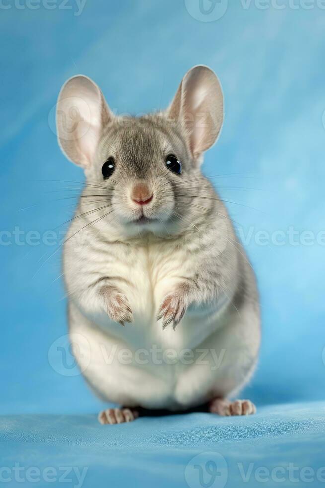 sehr süß Baby Chinchilla im Natur, National Erdkunde, breit Leben Tiere. ai generiert. foto