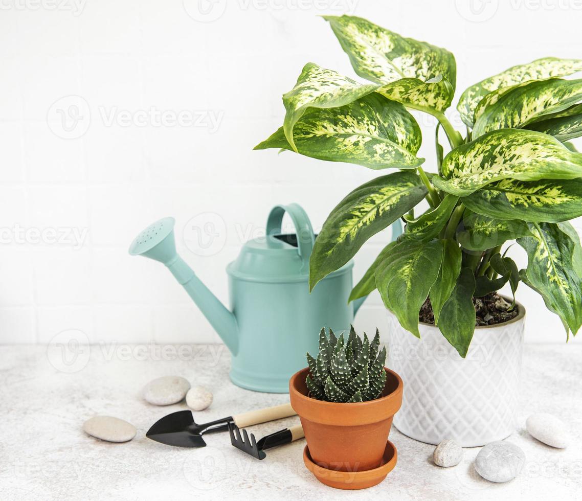eine Zimmerpflanze in Blumentöpfen und grüner Gießkanne foto