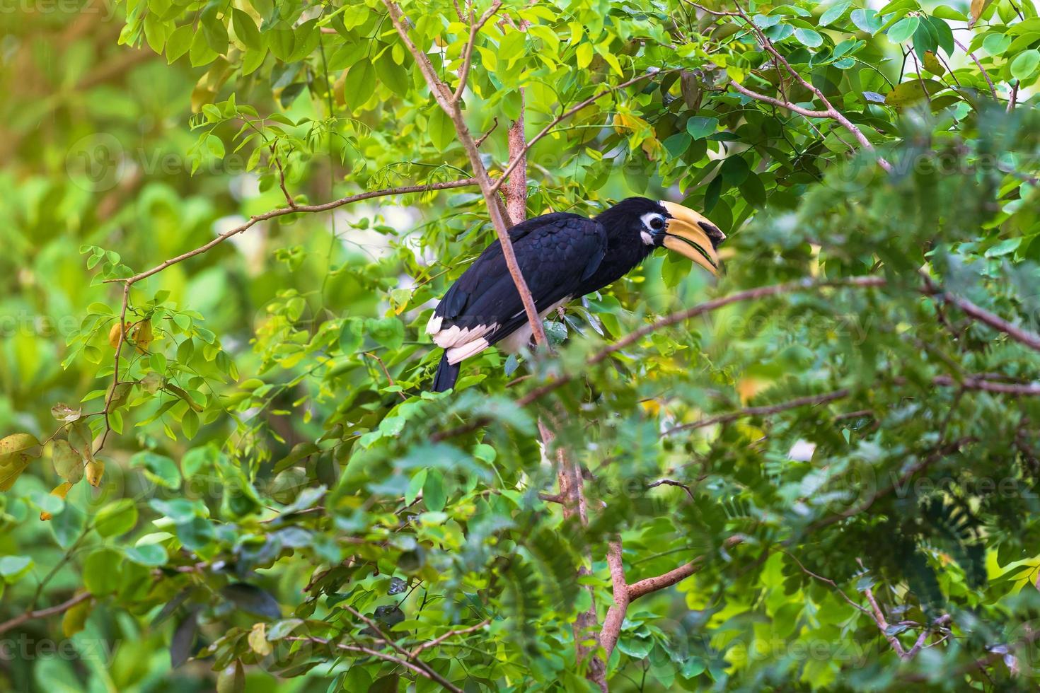 Nashornvogel am Baum foto