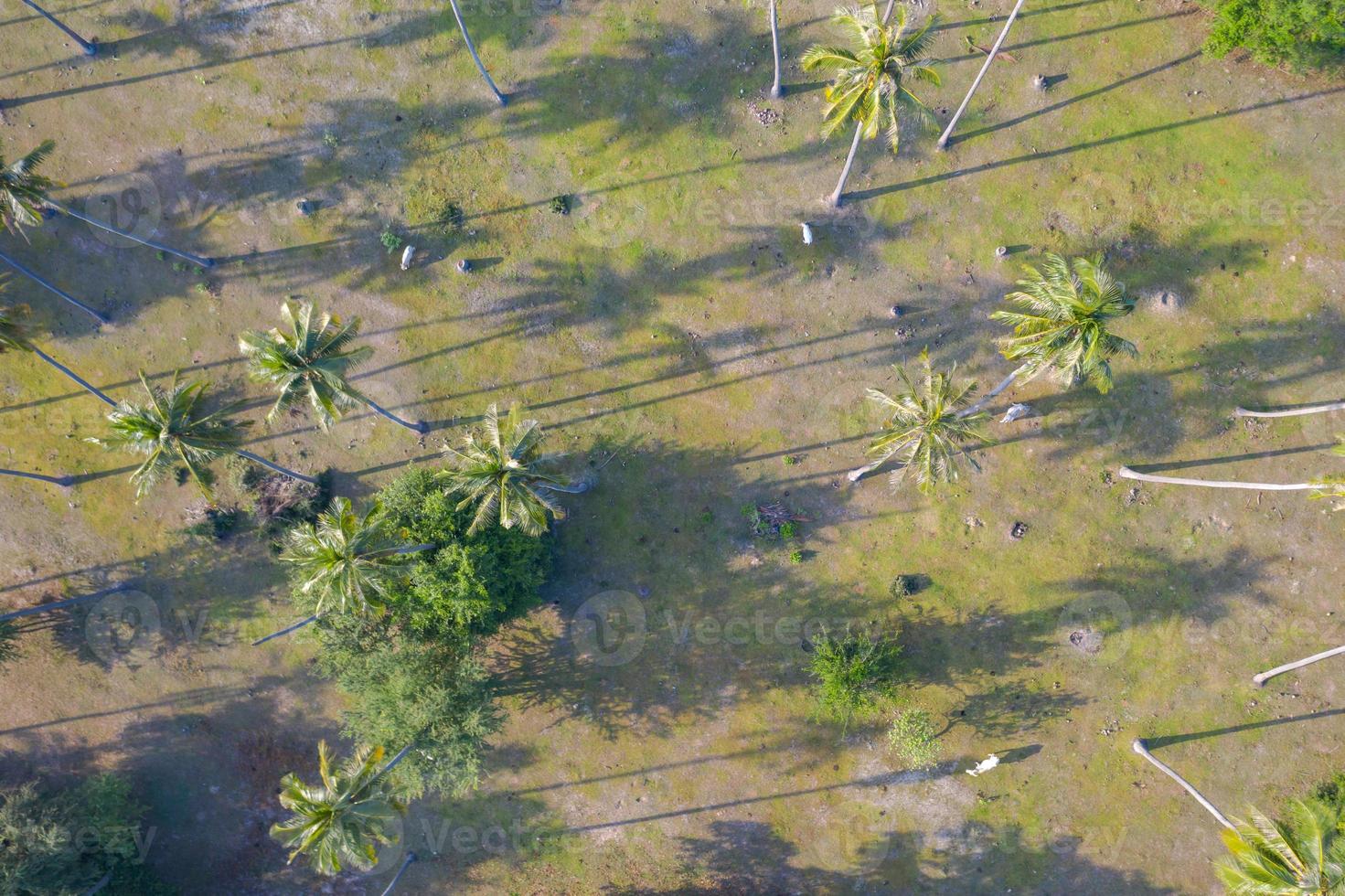 Luftaufnahme von oben auf Kühe in einer Kokosnussplantage foto