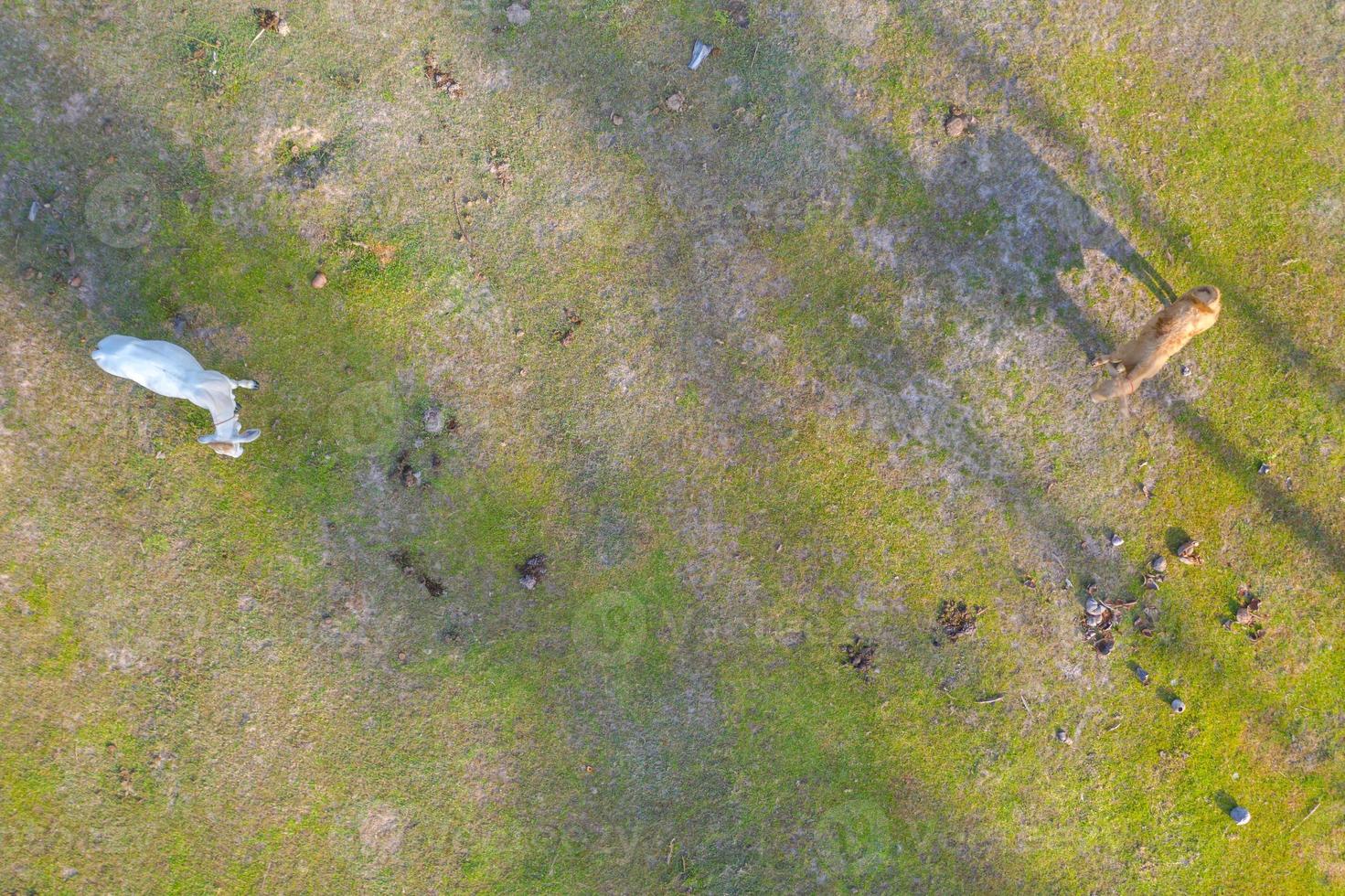 Luftbild von oben auf Kühe auf der grünen Wiese foto