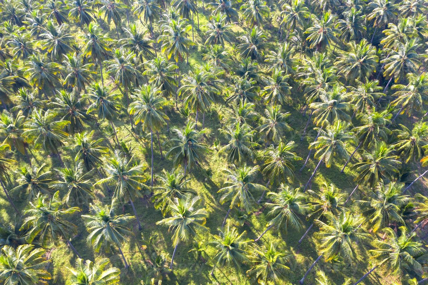 Kokosnussplantage grünes Feld Landwirtschaft Landwirtschaft in Thailand foto