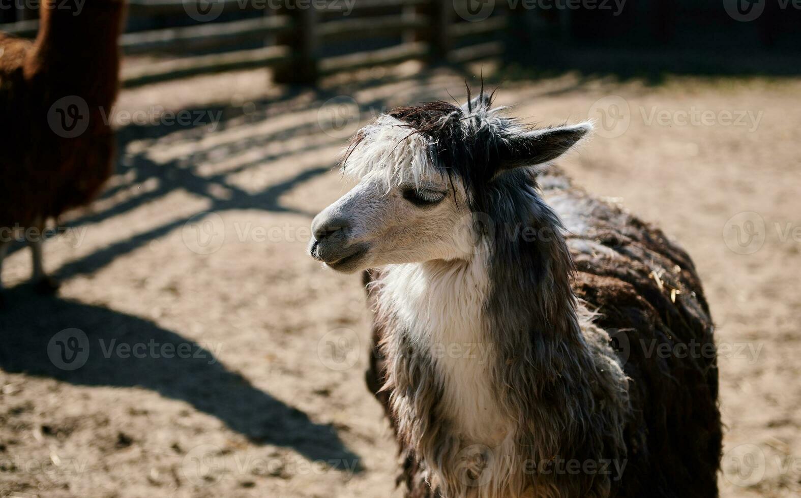 Gesicht Porträt von komisch Alpaka Lama im das Zoo foto